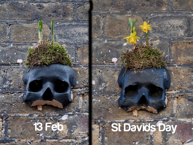 tn_Skull daffodils before after 1